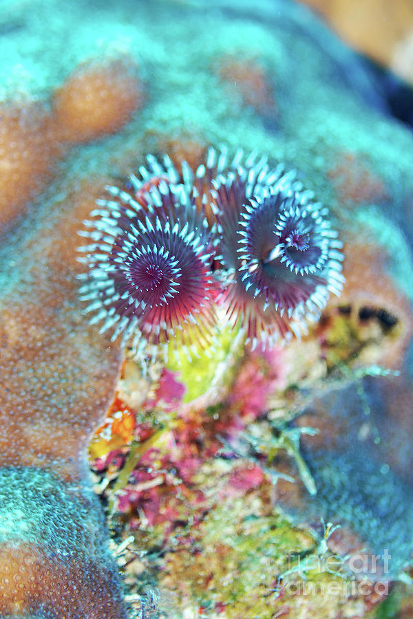 Christmas Tree Worm #1 Photograph by Michael Szoenyi/science Photo Library