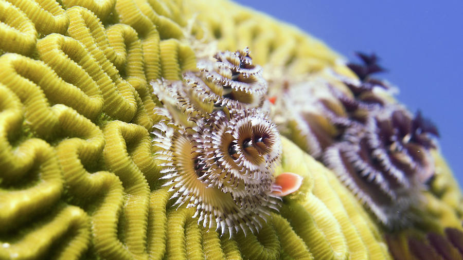 Christmas Tree Worms Spirobranchus #1 Photograph by Brent Barnes