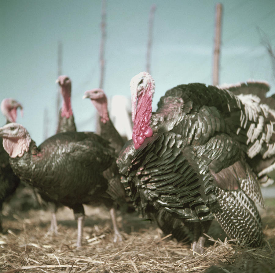 Christmas Turkeys #1 Photograph by John Chillingworth
