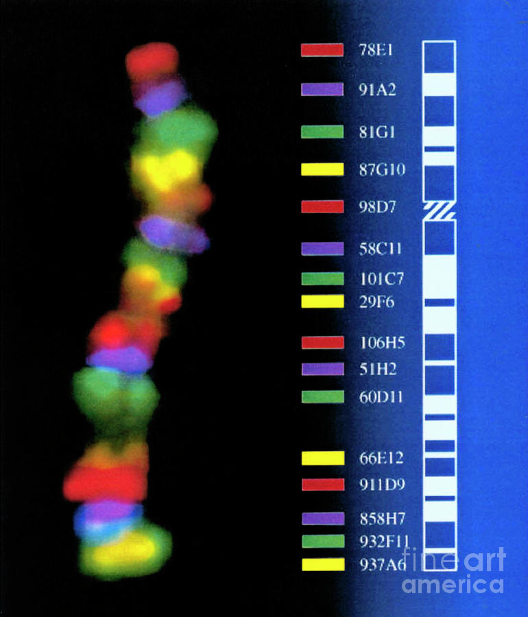Chromosomal Rainbow #1 Photograph by (c) Regents Of Univ. Of California [2005]/dr Uli Weier/science Photo Library