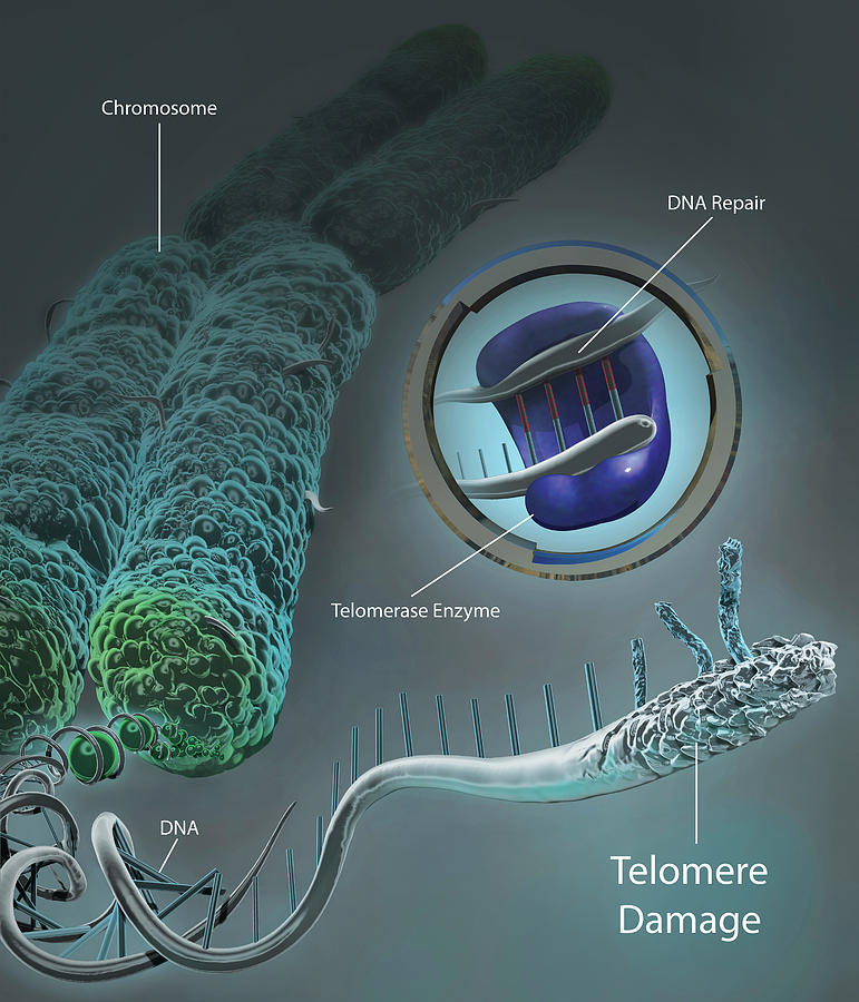 Chromosome Unraveled To Show Dna #1 Photograph by Photon Illustration