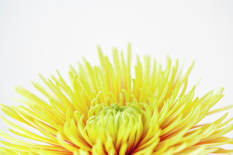 Chrysanthemum Flower #1 Photograph by Nicholas Rigg