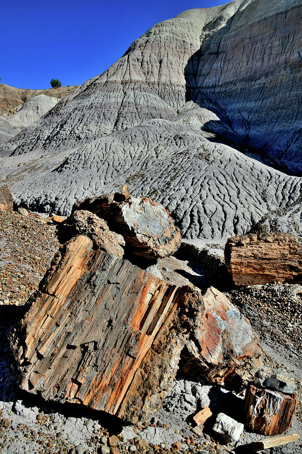 Chunks of Petrified Wood in Blue Mesa #1 Photograph by Ray Mathis