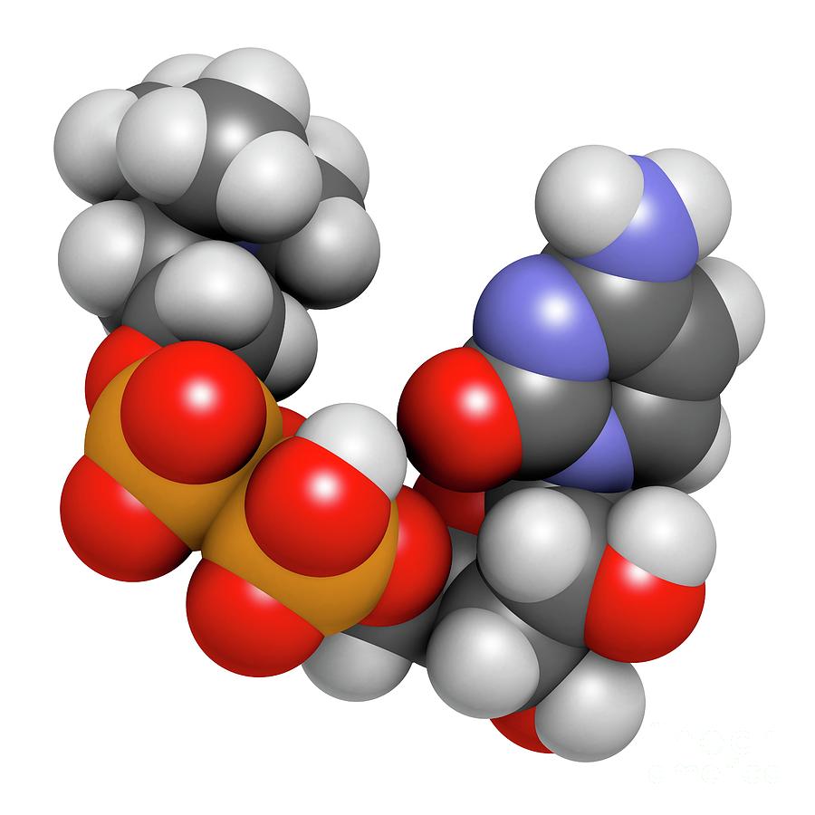 Citicoline Molecule #1 Photograph by Molekuul/science Photo Library