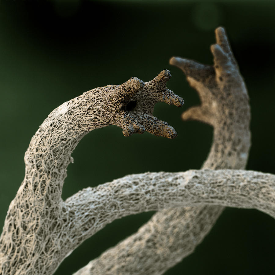 Cladonia Portentosa #1 Photograph by Meckes/ottawa