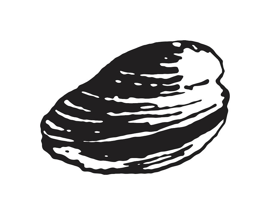 Clam Sketch Vector Images over 2200