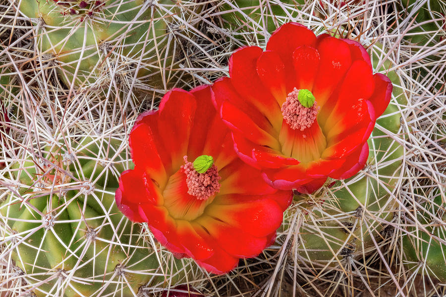 Claret Cup Cactus Flowers #1 Photograph by Jeff Foott