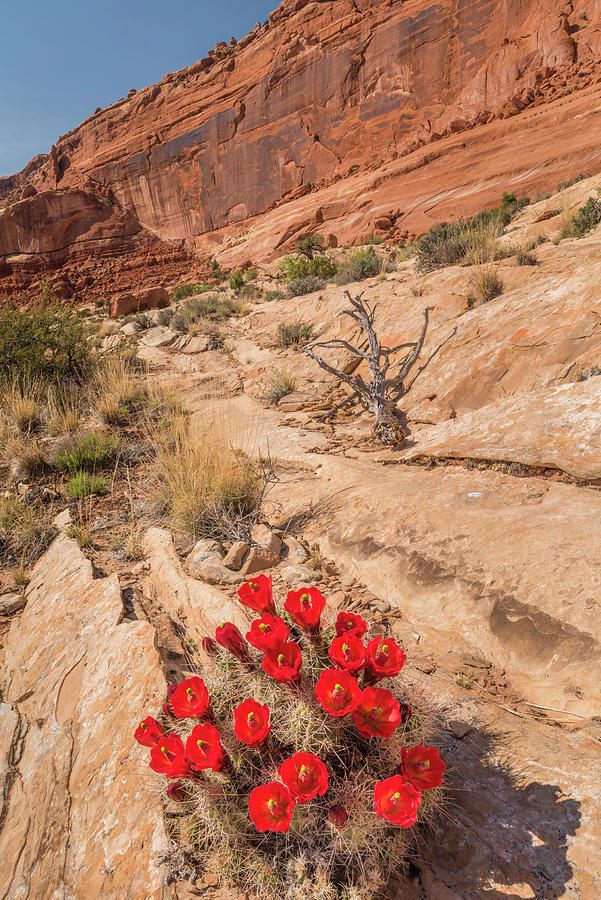 Claret Cup Cactus In Arches #1 Photograph by Jeff Foott