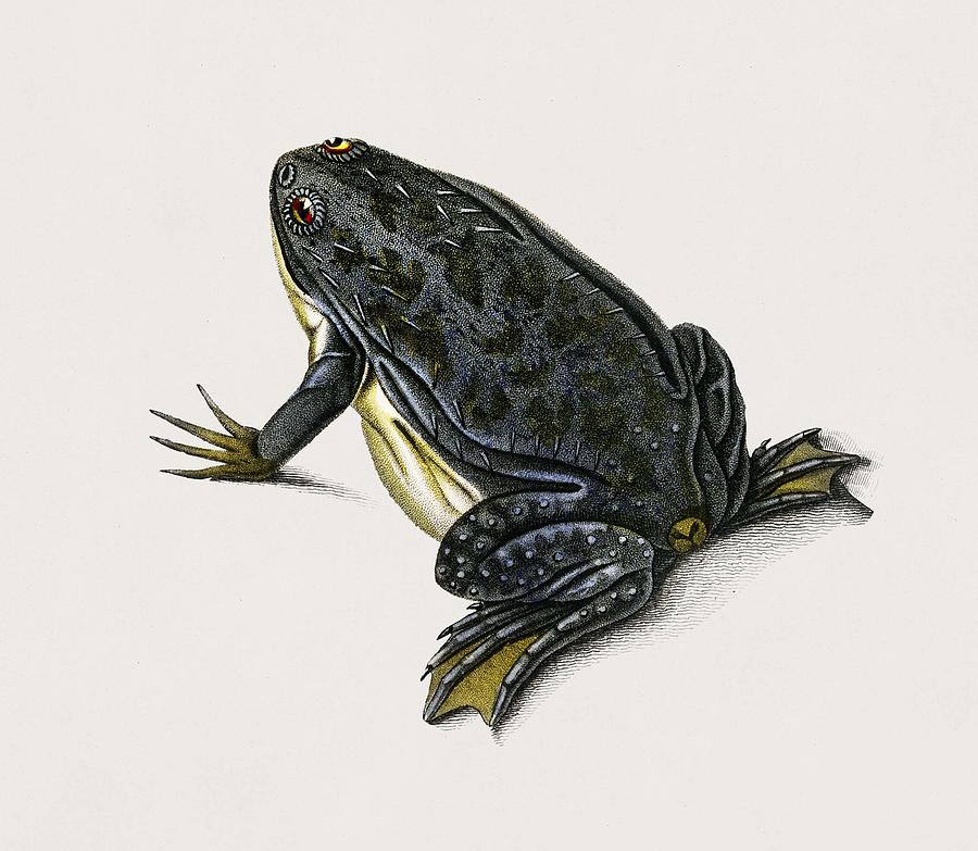 Frog Painting - Clawed frog Dactylethra capensis illustrated by Charles Dessalines D Orbigny 1806-1876 by Celestial Images Frog Painting - Clawed frog Dactylethra capensis illustrated by Charles Dessalines D Orbigny 1806-1876 by Celestial Images