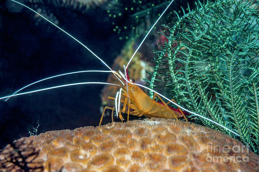 Animal Photograph - Cleaner Shrimp #1 by Georgette Douwma/science Photo Library