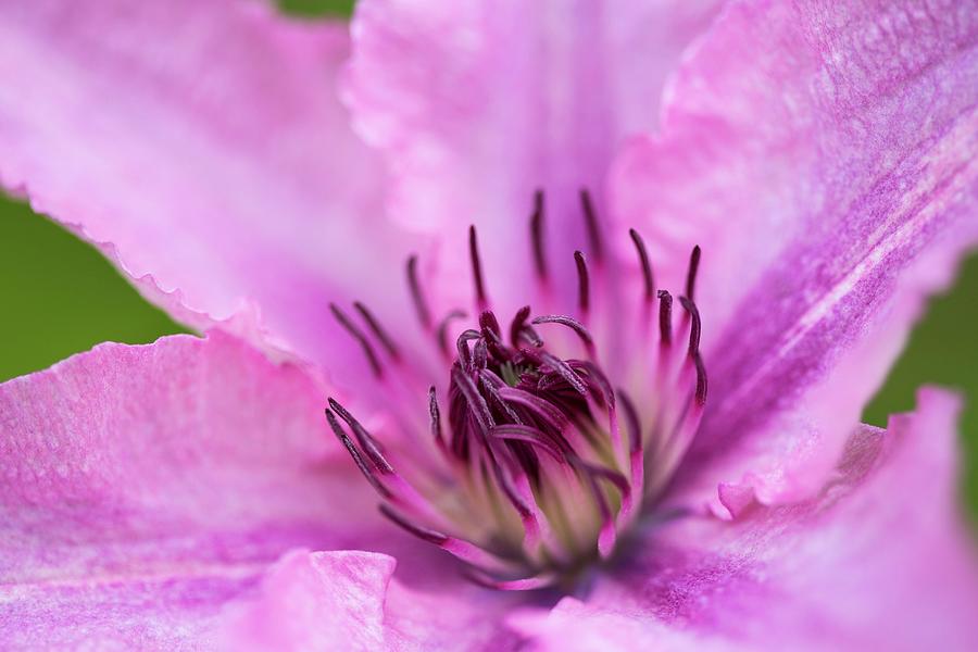 Clematis Flower close-up #1 Photograph by Carine Lutt