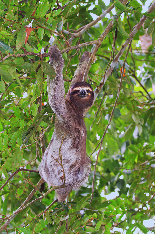 Climbing Sloth #1 Photograph by Ivan Kuzmin