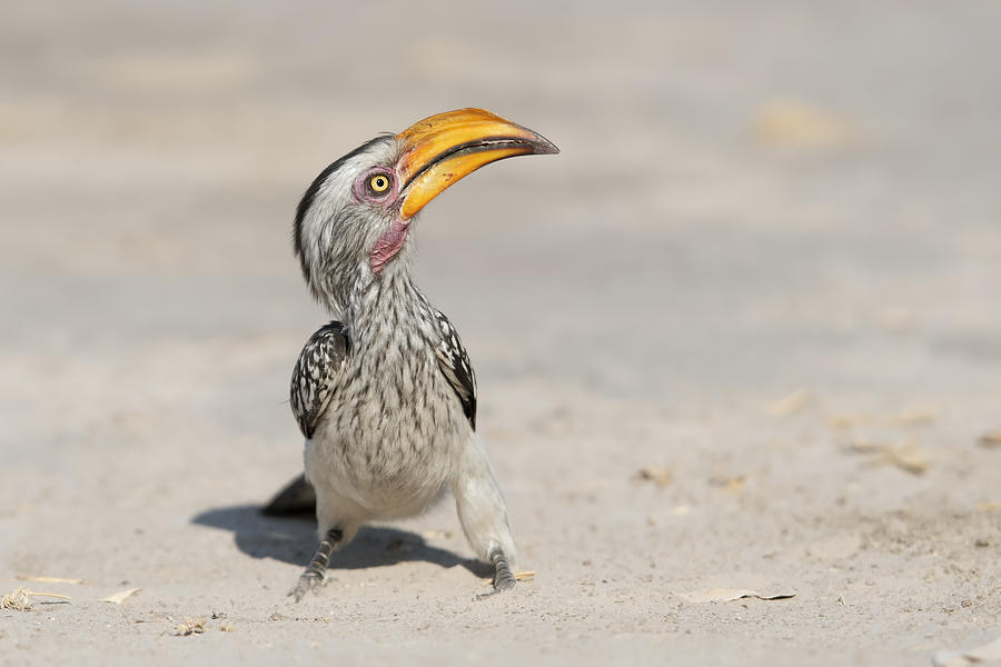 Hornbill Photograph - Close To Me #1 by Marco Pozzi