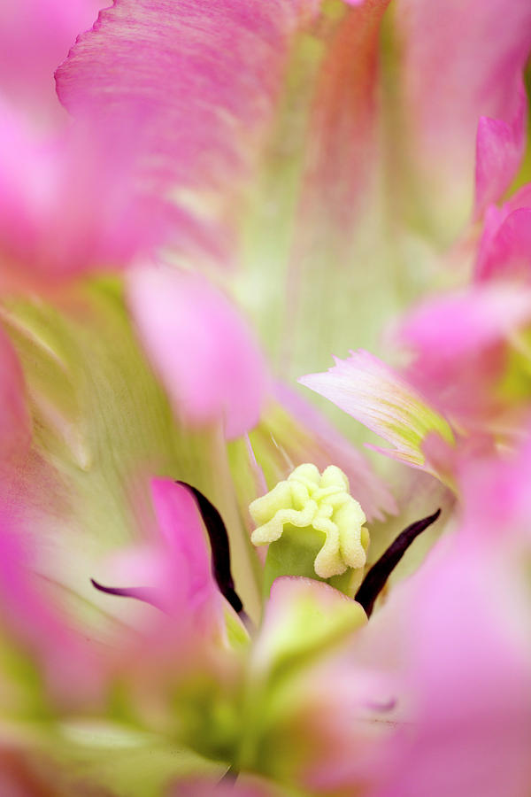 Adam Jones Photograph - Close-up Detail Of Large Pink Tulip #1 by Adam Jones