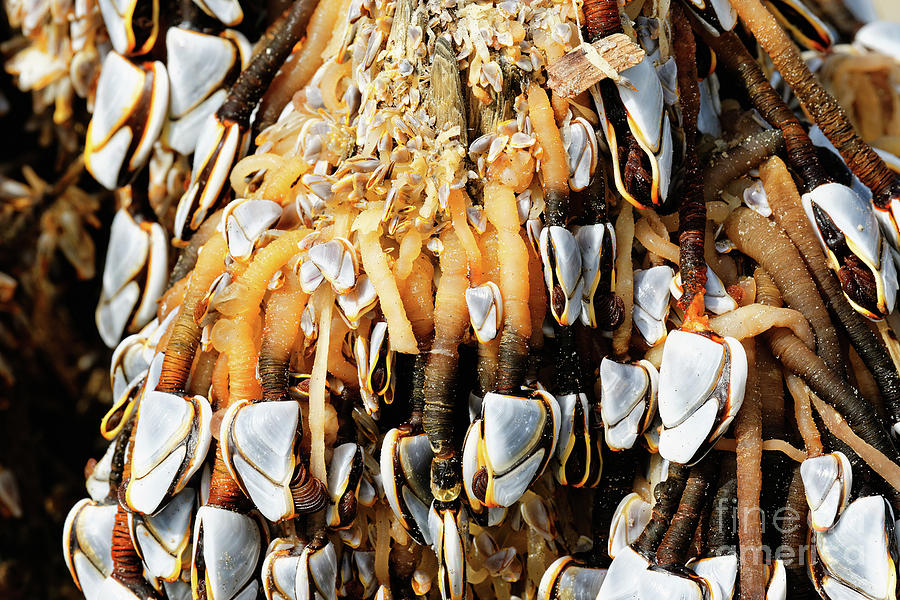 Close Up Gooseneck Barnacles Lepas Anatifera Attached To Driftwo Photograph