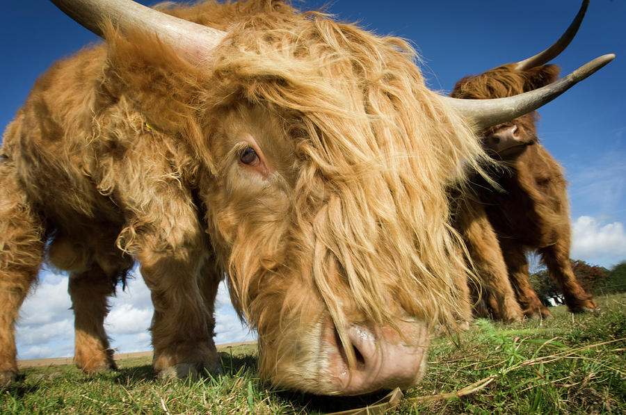 Close Up Of A Highland Cow #1 by Clarkandcompany