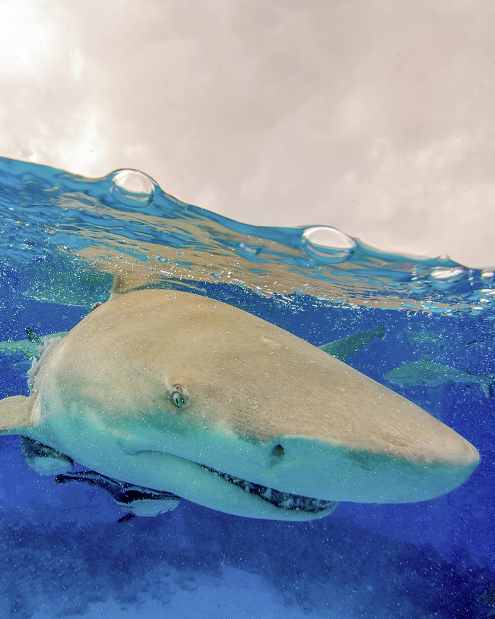 Close-up Of A Lemon Shark, Tiger Beach #1 Photograph by Brent Barnes
