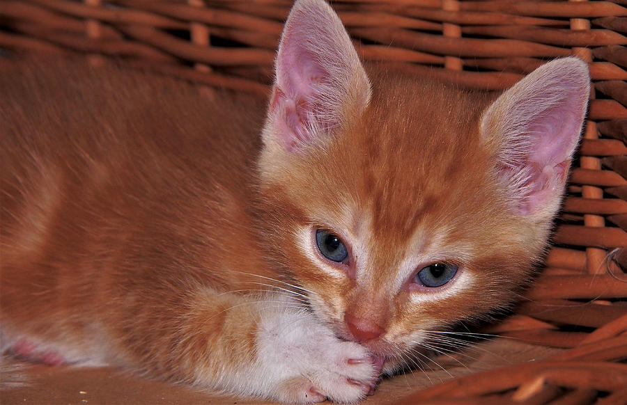 Close Up Of A Red Striped Kitten Photograph By Eye To Eye Xperience