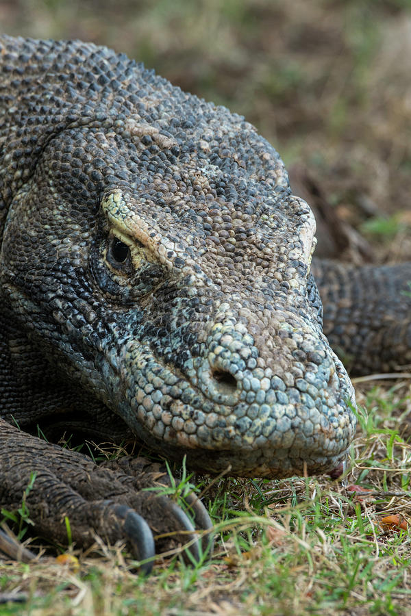 Close-up Of An Endemic Komodo Dragon #1 Photograph by Wolfgang Kaehler
