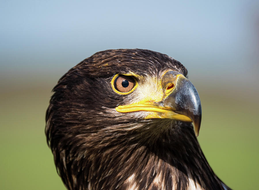 Close-up of an immature American bald eagle #1 Photograph by Tosca Weijers