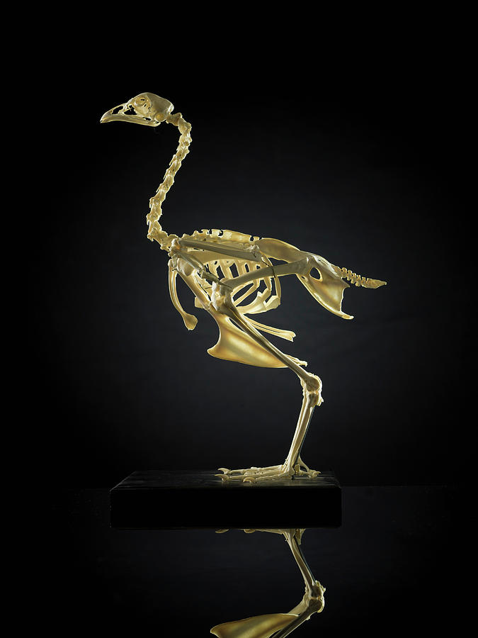 Close Up Of Animal Skeleton Digital Art by London Taxidermy - Fine Art ...