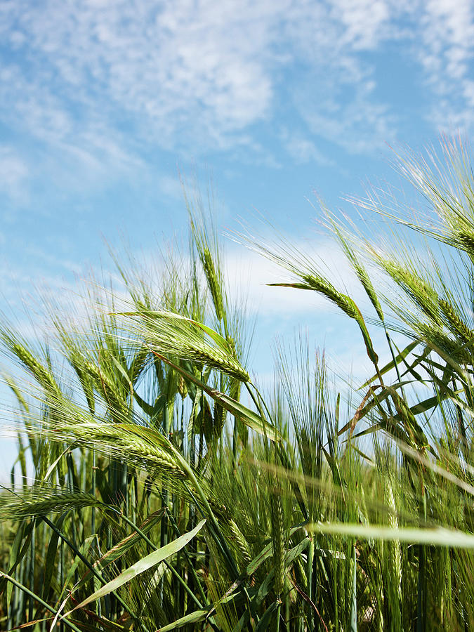 Close Up Of Barley Stalks In Field #1 Photograph by Brett Stevens