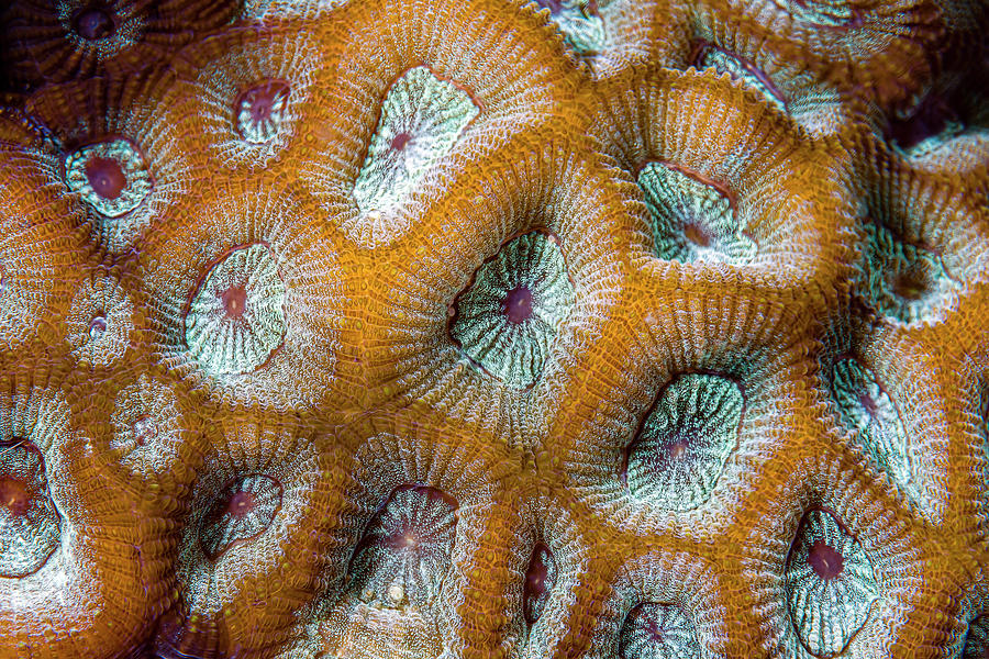Close-up Of Coral Texture, Kimbe Bay #1 Photograph by Bruce Shafer