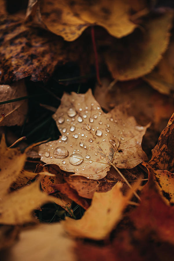 Close Up Of Fallen Leaves On Ground In Autumn Covered In Raindrops ...