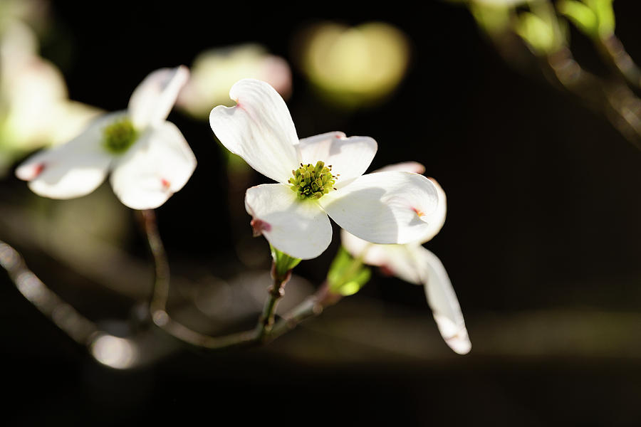 Close-up Of Flowering Dogwood Cornus #1 Photograph by Panoramic Images
