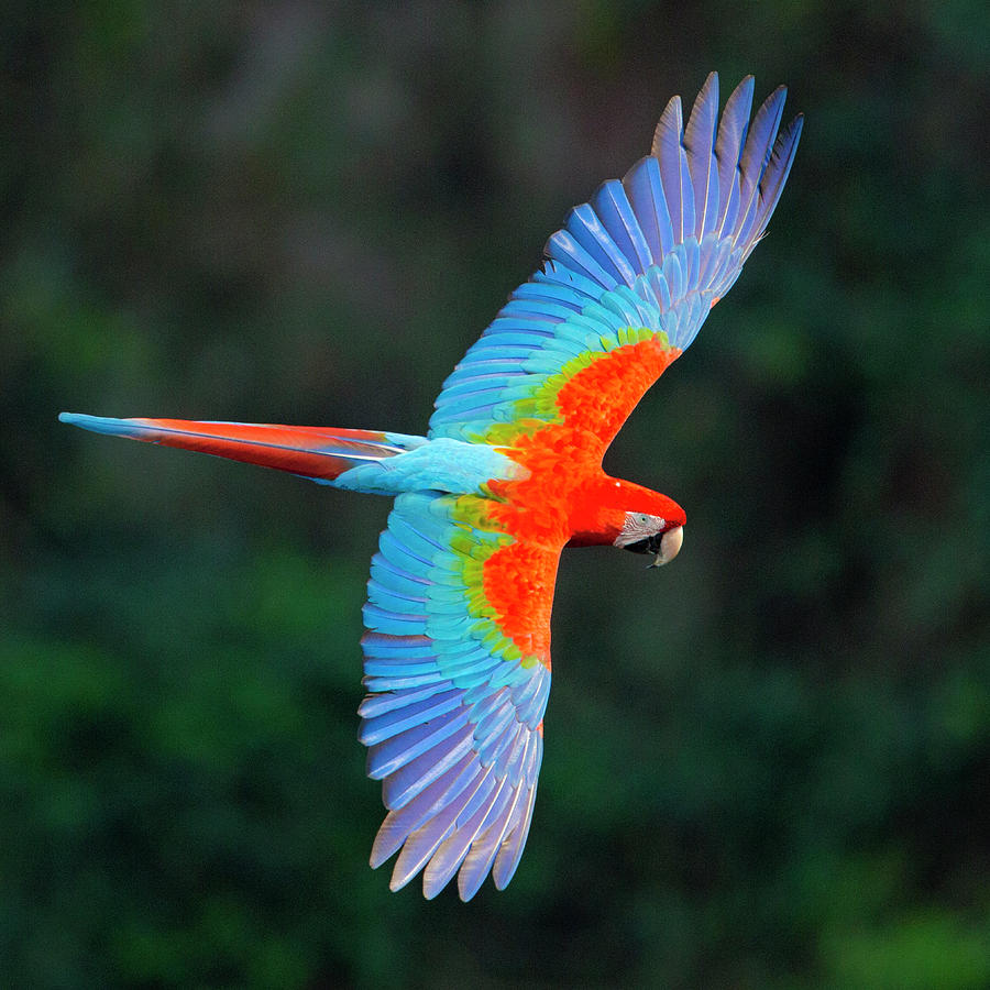 red macaw flying