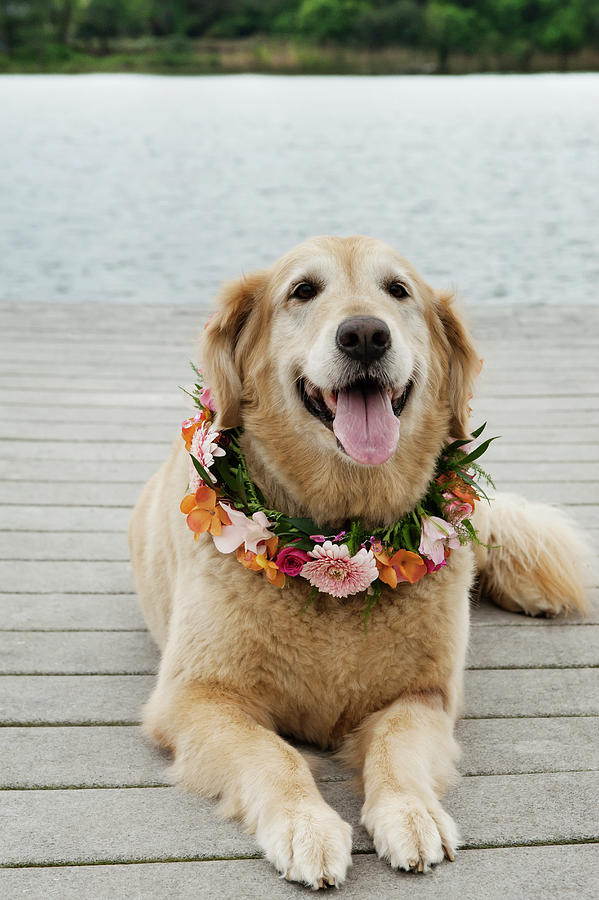 Close-up Of Golden Retriever Wearing Flowers Sitting Against Plants At Park #1 Photograph by Cavan Images