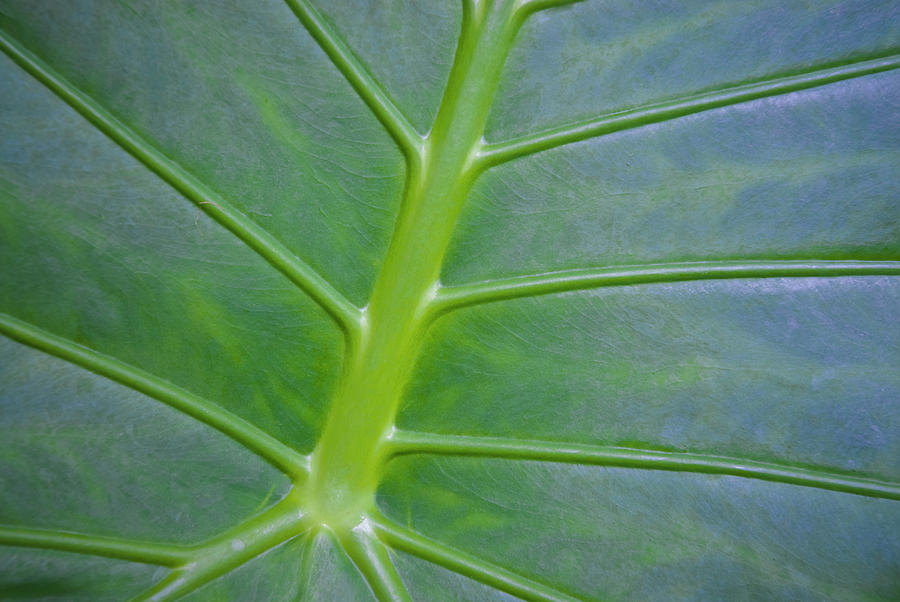 Close-up Of Green Plant #1 Photograph by Mel Curtis