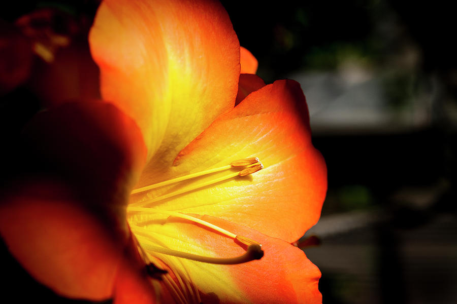 Lily Photograph - Close Up Of Lily Flower Lilium #1 by Panoramic Images