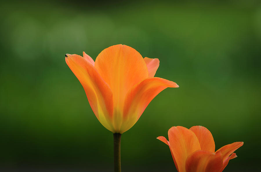 Close-up Of Orange Tulips #1 Photograph by Ingo Jezierski
