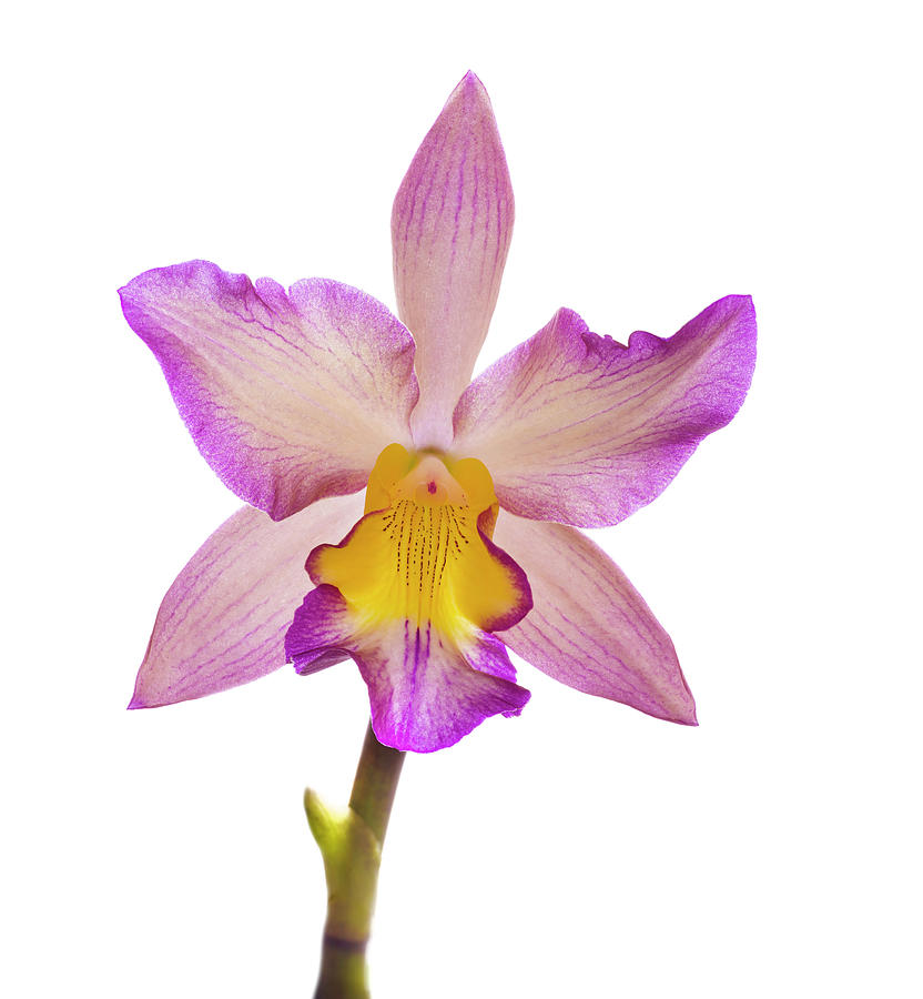 Closeup Of Orchid Flowers In Bloom Photograph by Panoramic Images Pixels