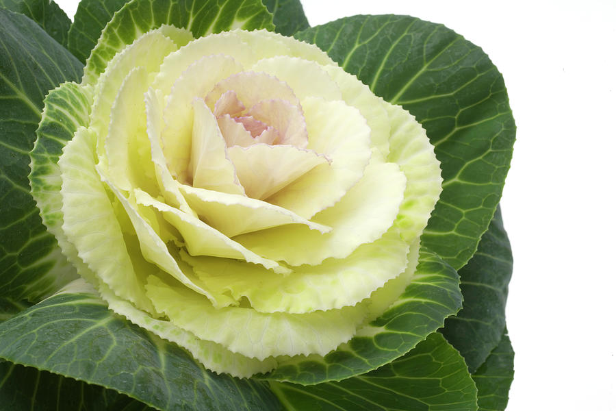 Close-up Of Ornamental Cabbage Against White Background #1 Photograph by Jalag / Kirsten Hinte