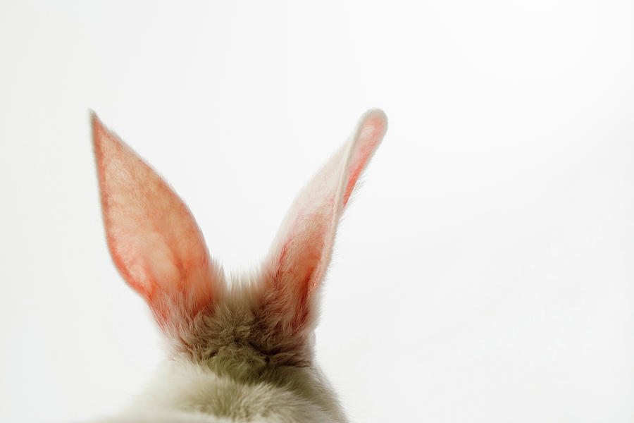 Close-up Of Rabbit Ears Digital Art by Cadalpe - Fine Art America