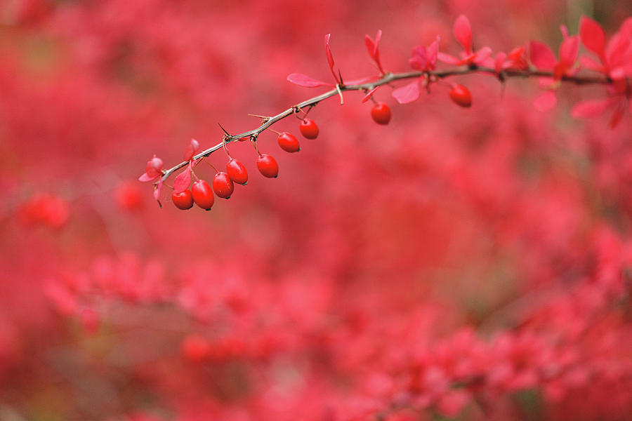 Fall Photograph - Close-up of red barberry in autumn #1 by Juhani Viitanen
