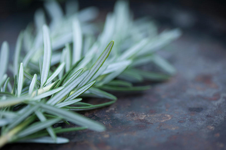 Close Up Of Rosemary Leaves Digital Art by Judith Haeusler - Fine Art ...