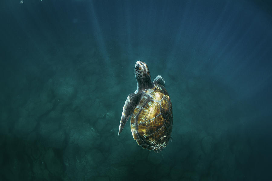 Close-up Of Sea Turtles Swimming Underwater Photograph by Cavan Images ...