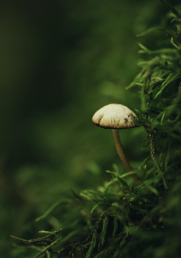 Mini Mushrooms, Landscape Photography, Metal Print, Large Prints, , Northern CA, Mushrooms, D high quality Jernigan Phtography