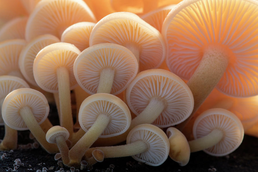 Close Up Of The Gills Of A Group Of Mushrooms Cornwall Uk Photograph