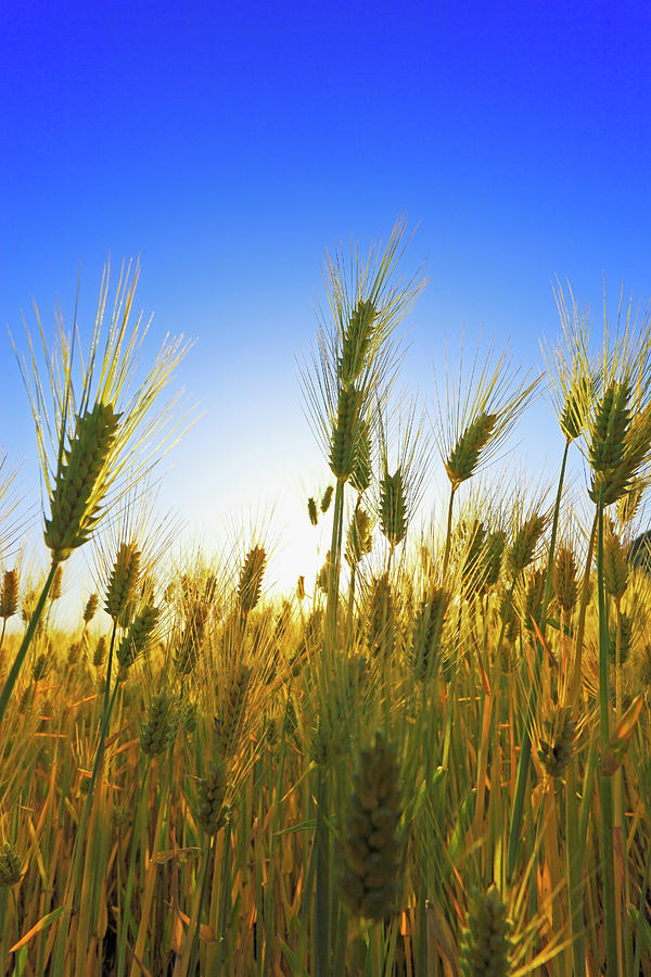 Close Up Of Wheat Crop Photograph by Imagewerks | Fine Art America