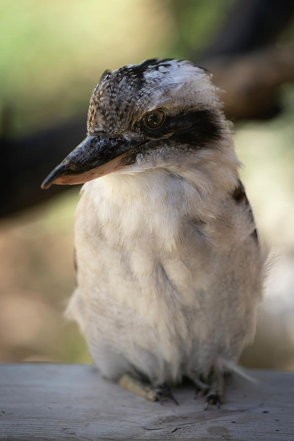 Wildlife Photograph - Close Up On An Australian Kookaburra, Terrestrial Tree Kingfishers #1 by Cavan Images