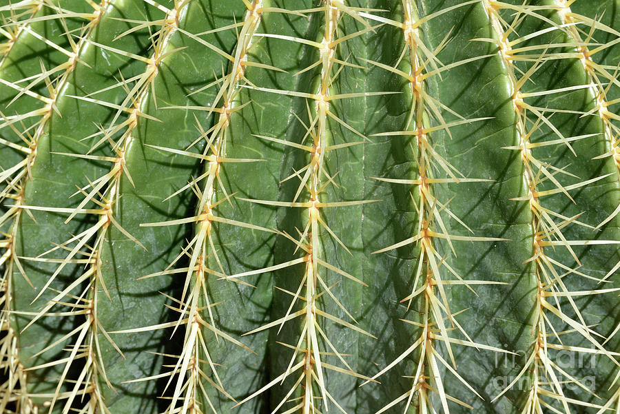 Spring Photograph - Close view of cactus plant #1 by George Atsametakis