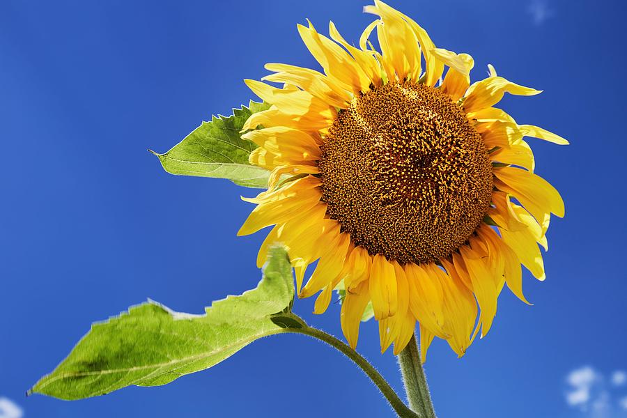 Sunflower Photograph - Closeup Bright Sunflower Over Blue Sky #1 by DPK-Photo