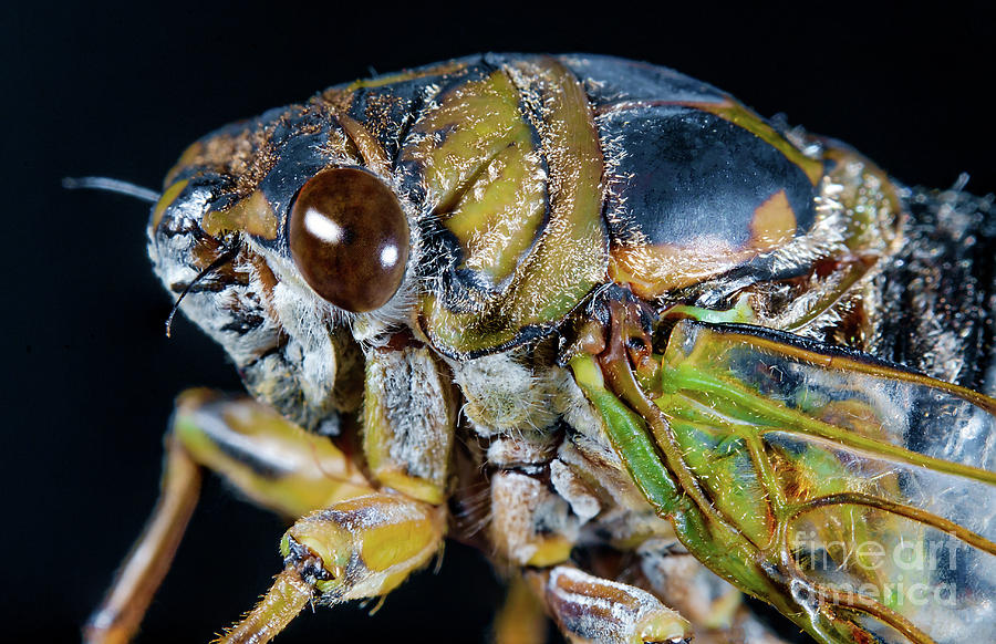 Closeup Macro Cicada Locust Photograph by Ezume Images Fine Art America