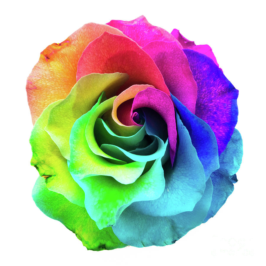Closeup of a rainbow colored rose in full bloom #1 Digital Art by Amy Cicconi