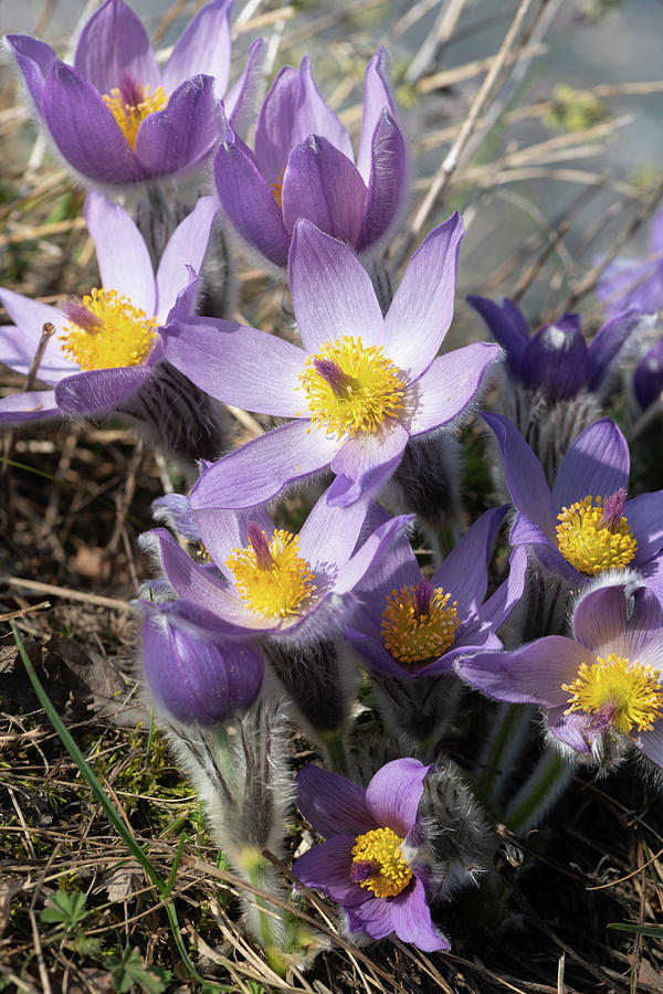 Closeup of a wild pasque flower in springtime Photograph by Stefan ...