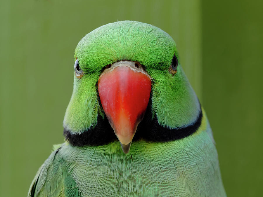 Closeup Of An Indian Ring-necked Parakeet Photograph